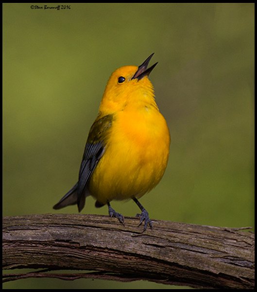 _6SB9975 prothonotary warbler.jpg